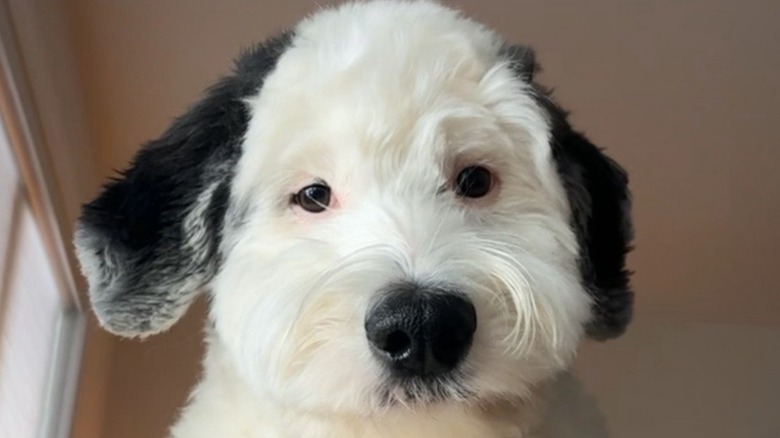 Sheepadoodle stares blankly ahead.