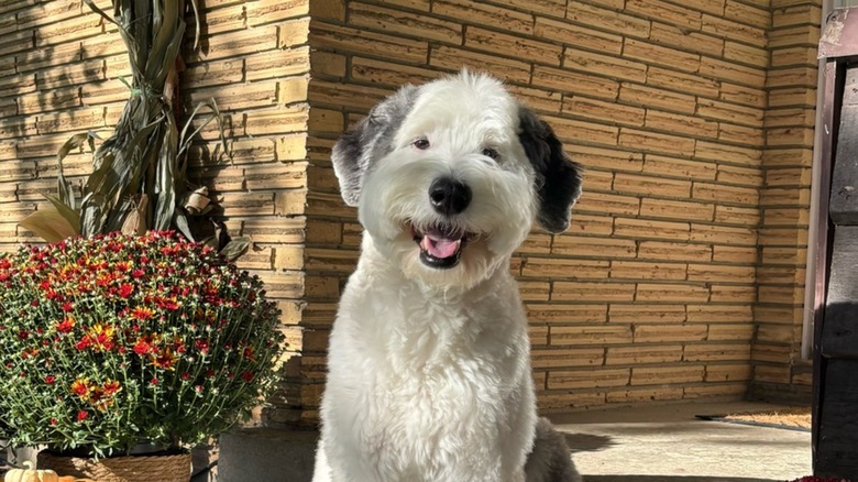 Sheepadoodle smiling at the camera outside in front of a brick building and a bed of flowers.