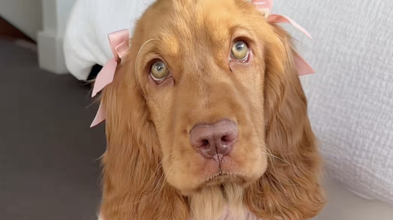Princess Penny the dog from TikTok who's always dressed up.
