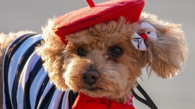 A dog dressed up like a Parisian.