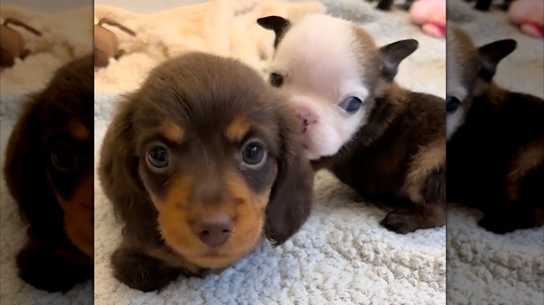 Two small dogs staring at the camera