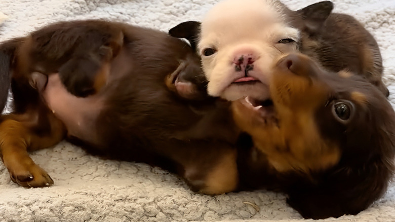 Two small dogs having fun wrestling and snuggling