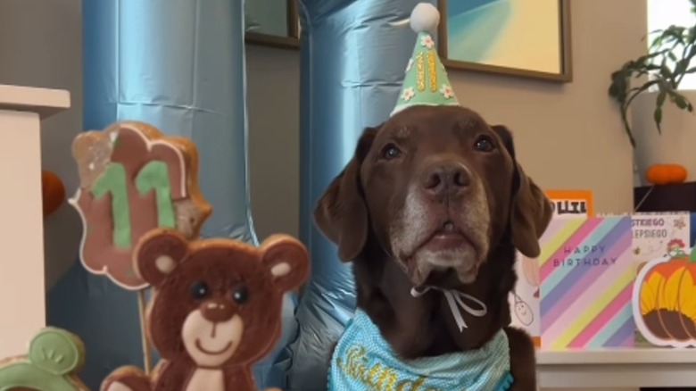 A Labrador with a birthday hat on