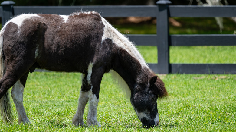 Miniature horse grazing outdoors