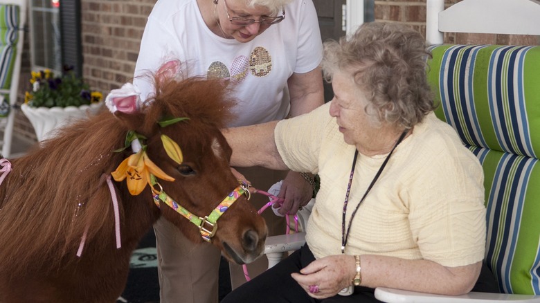 Seated elderly woman petting a miniature horse