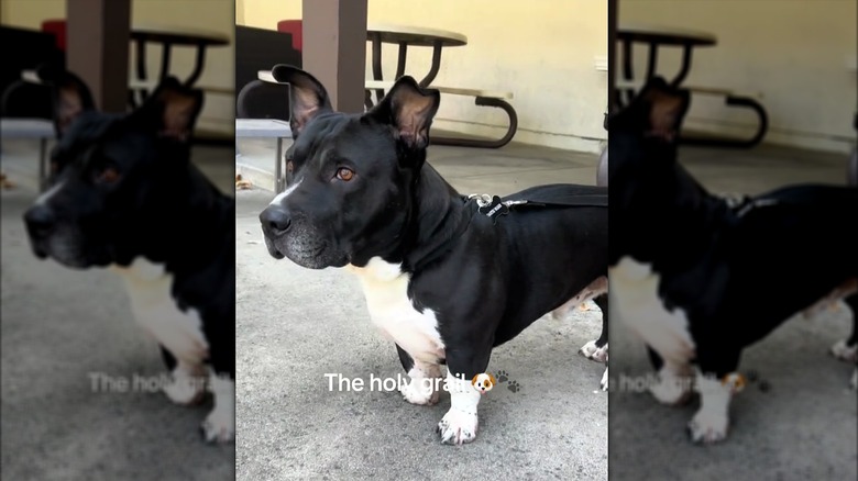 Basset hound-pitbull mix stares at something in the distance