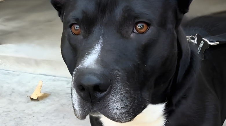 Basset hound-pitbull mix stares at the camera