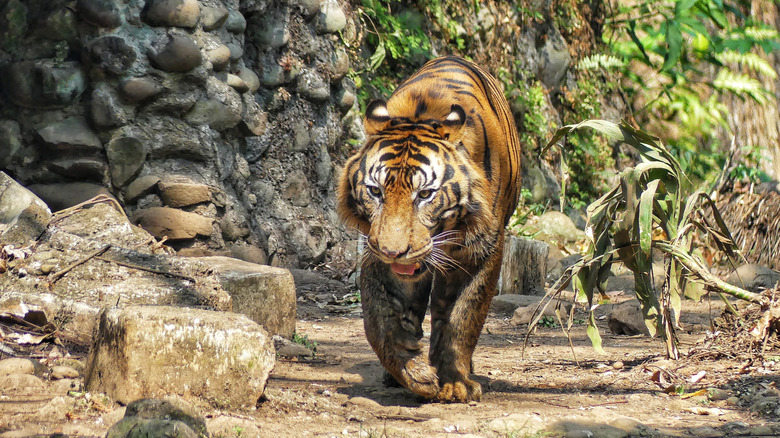 A lion walking at a zoo