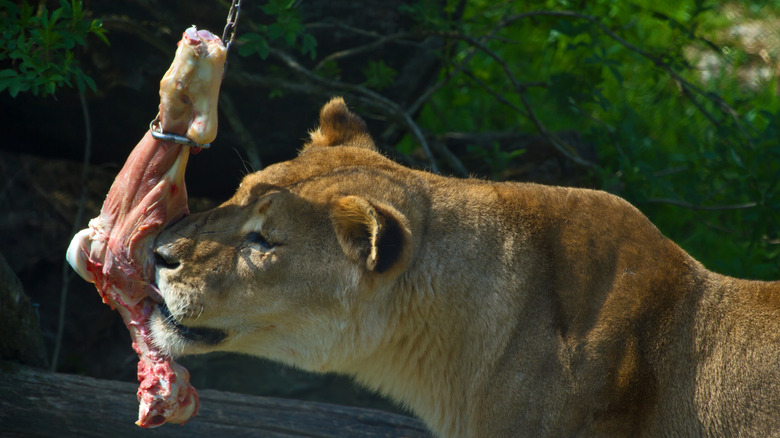 A lioness eating fresh meat at a zoo