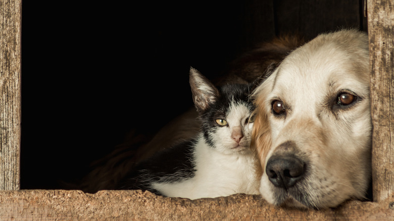 Cat and dog cuddling up together.