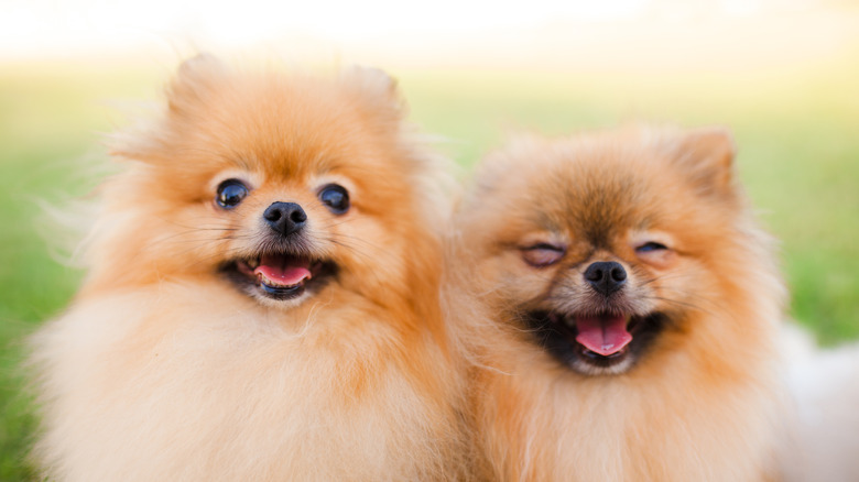 Two Pomeranians looking happy
