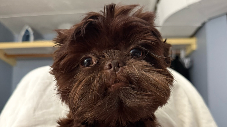 Close-up of a chocolate-colored Shih Tzu dog