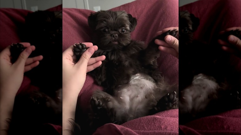 Shih Tzu getting her front paws massaged