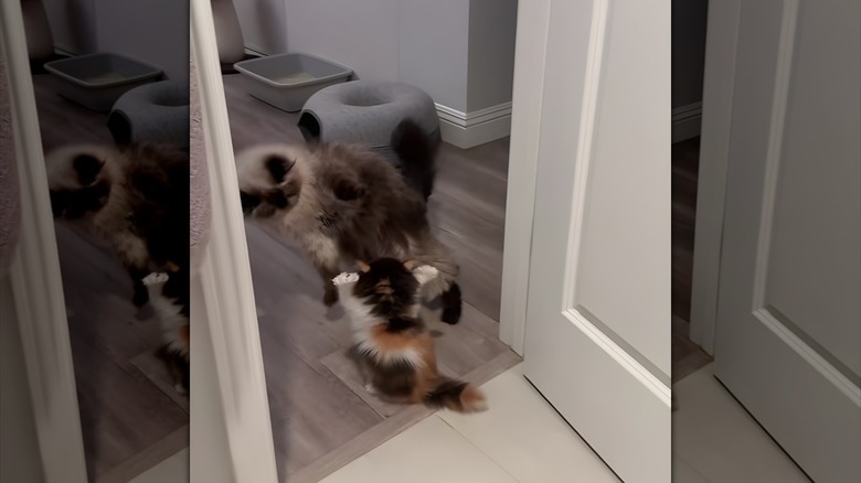 Fluffy calico kitten surprising an adult cat