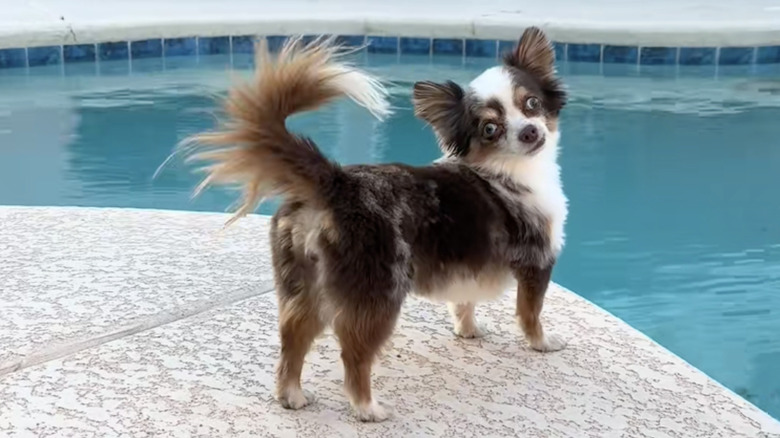 A tiny chihuahua on TikTok secures his house as top guard dog.