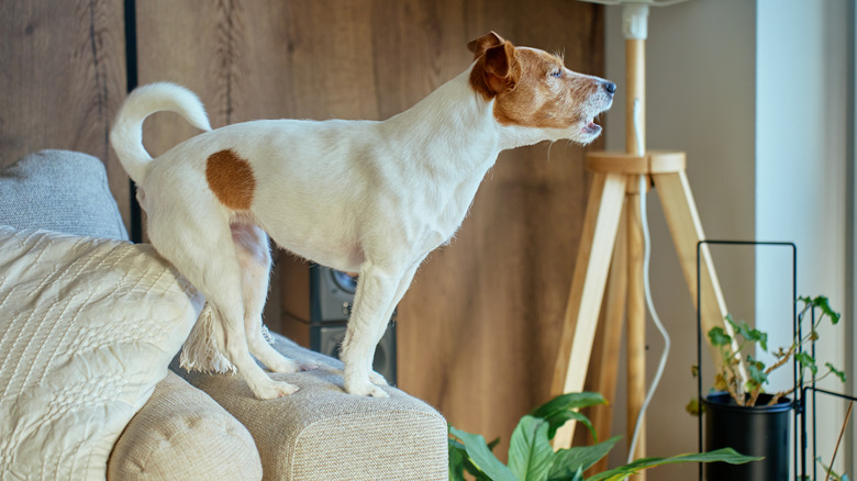A dog stands on the back of a couch barking out of a window.