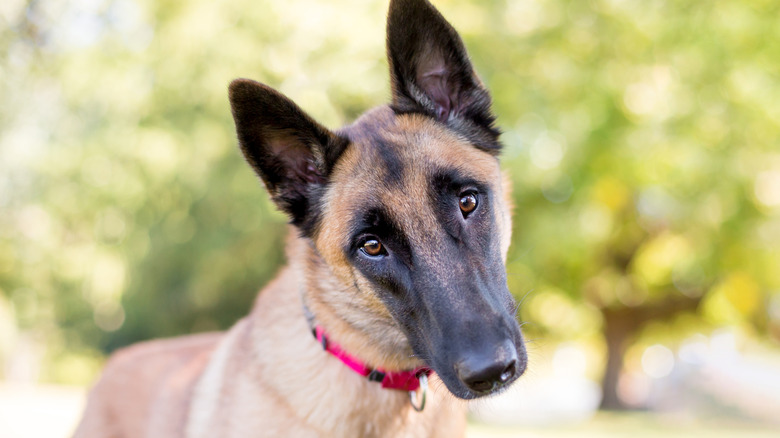 A young dog with its ears pricked up