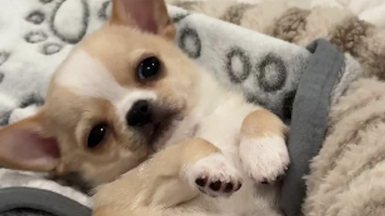 A chihuahua puppy laying on his back on a bed
