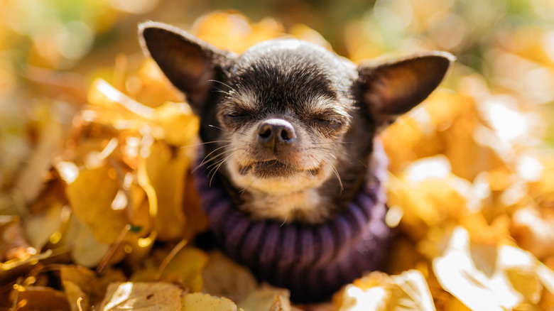 A dark-haired Chihuahua wearing a sweater in a pile of leaves.