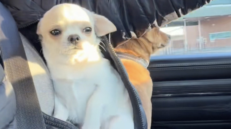 A Chihuahua named Frankie rides in his dad's jacket on TikTok.