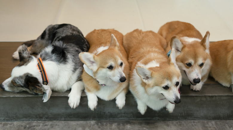A Cardigan Welsh corgi and several Pembroke Welsh corgis lined up