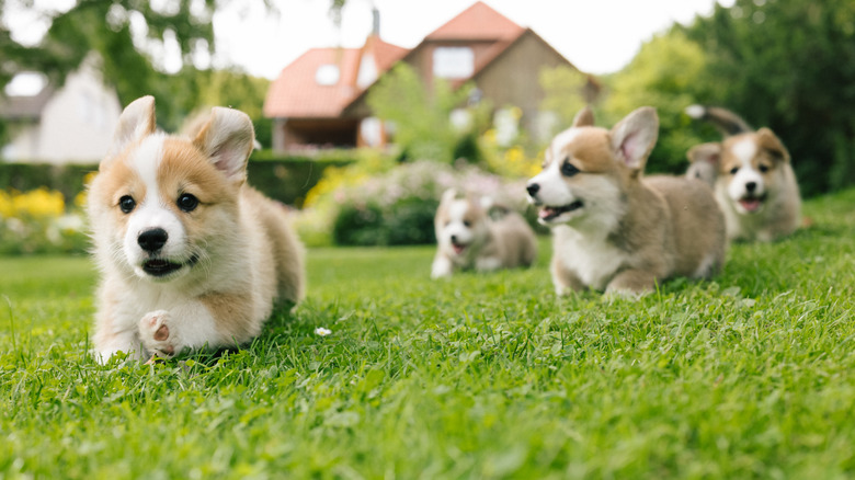 Corgi puppies running toward a camera