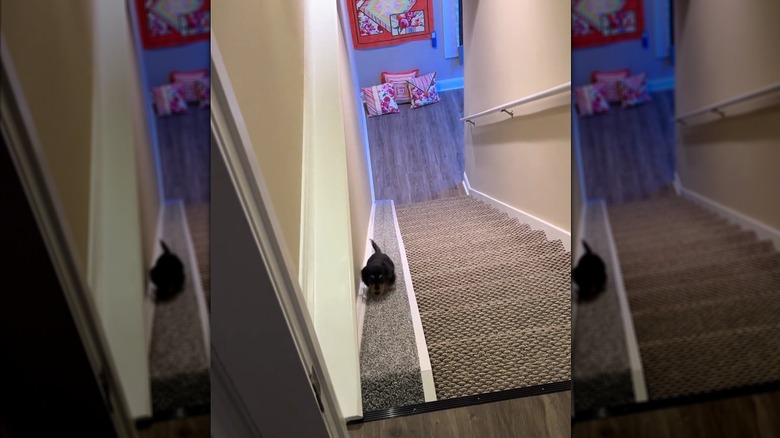 Dachshund slowly making his way upstairs via a custom-built ramp