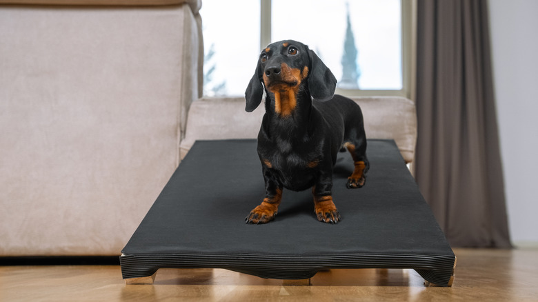 A dachshund standing on a pet ramp