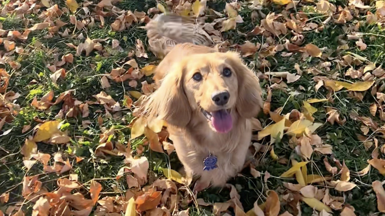Slinky aka Binky the dachshund enjoying the fall leaves on TikTok.