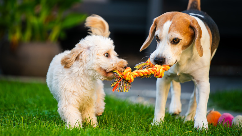 Cute puppies playing with rope toy.