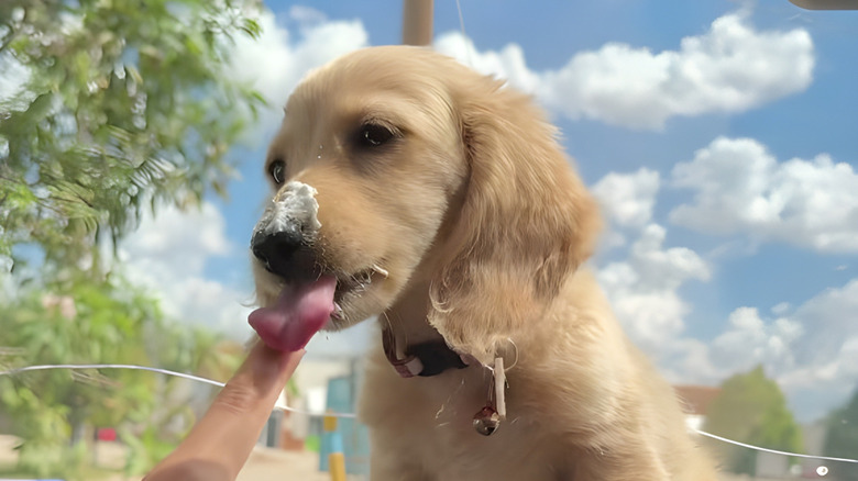 Blond dachshund with whipped cream on his nose licks whipped cream from his owner's finger