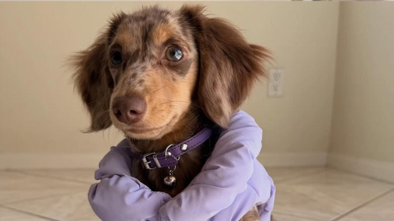 Reese's the mini dachshund looking forward while wearing a coat