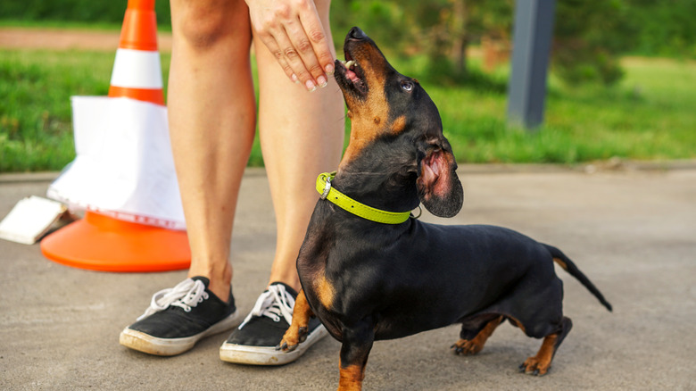 Dachshund breed, black and tan, with the trainer at obedience trial.