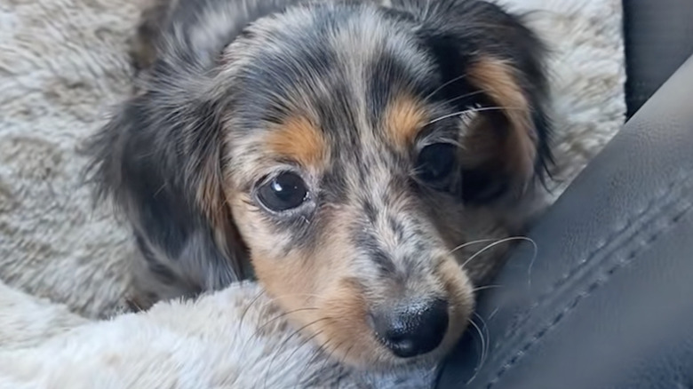 Tipsy the dapple dachshund riding in the car on TikTok.
