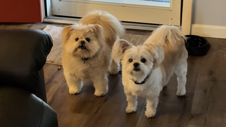 Two dogs named Fred and Lily stare at camera on TikTok.