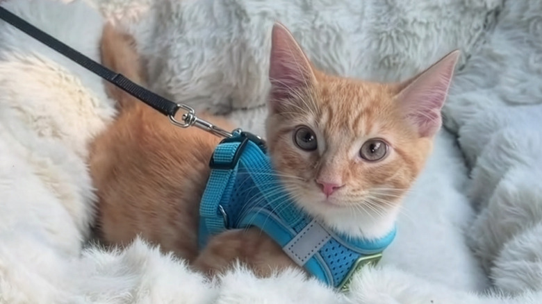 Tiny ginger kitten wearing a harness while sitting on a fluffy cushion