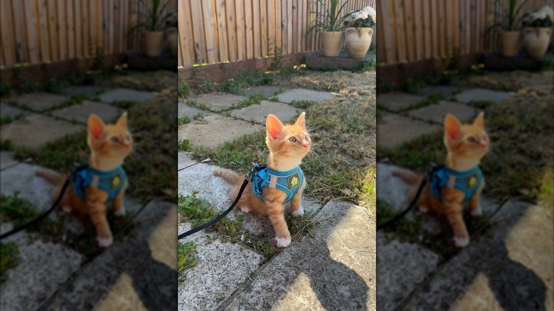 Tiny ginger kitten wearing a harness outdoors