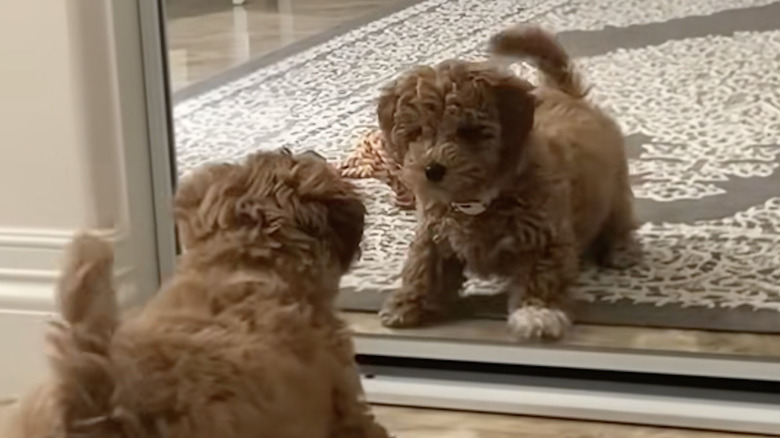 Ivy the goldendoodle from TikTok spots her own reflection in a mirror.