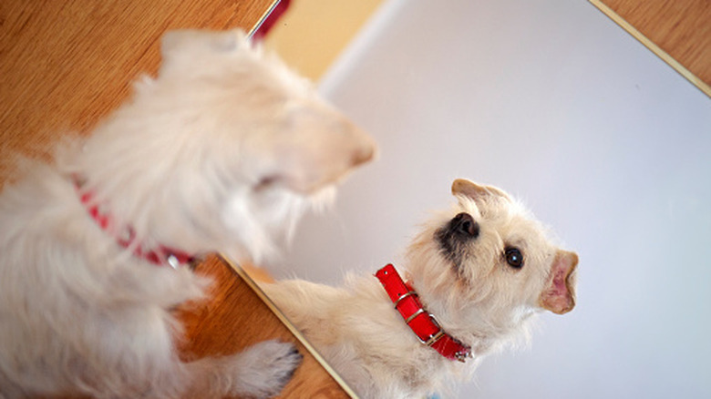 A dog sniffs at its own reflection in a mirror.