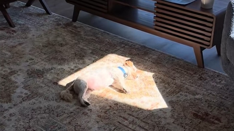 Maltese basks in the sunlight in a home living room.