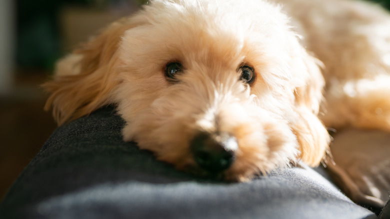 A young fluffy dog enjoys a warm sunny spot on a contemporary couch.