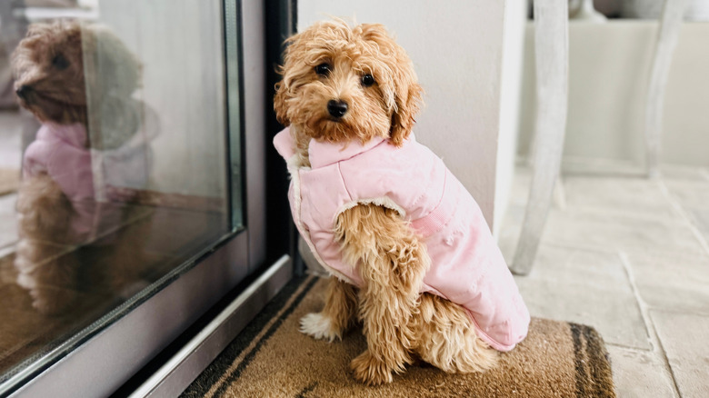A dog waits by the door as owner comes home.