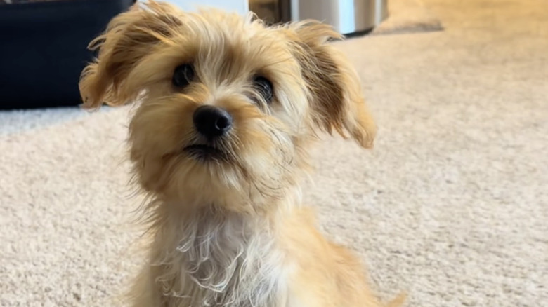A little Maltese mix from TikTok anxiously awaits her grandpa's entrance.
