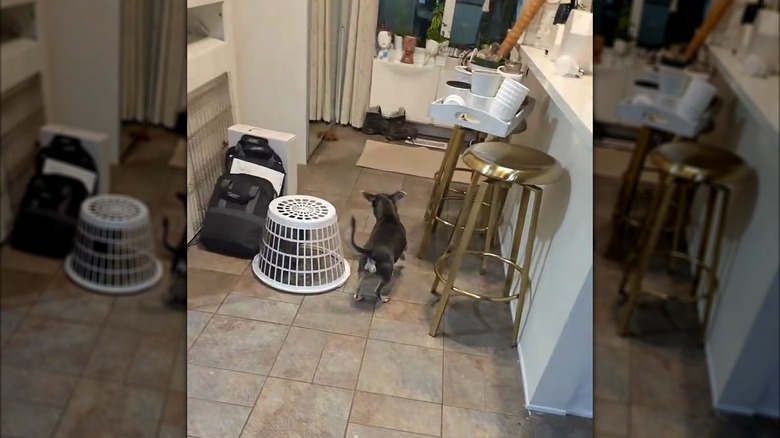 Small dog being chased around the kitchen by another dog under an inverted laundry basket