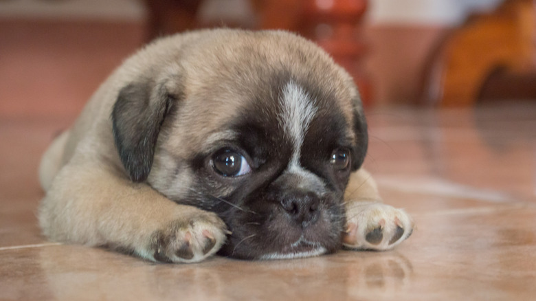 Tiny pug laying down.