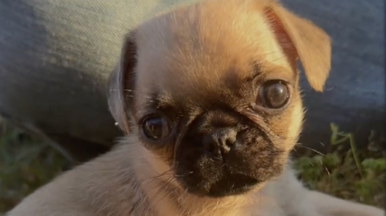 A tiny pug named Jewels from TikTok.