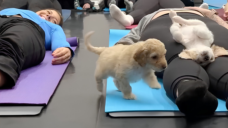 Puppies in puppy yoga class