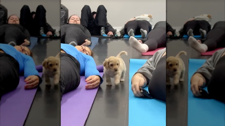 Puppy in puppy yoga class