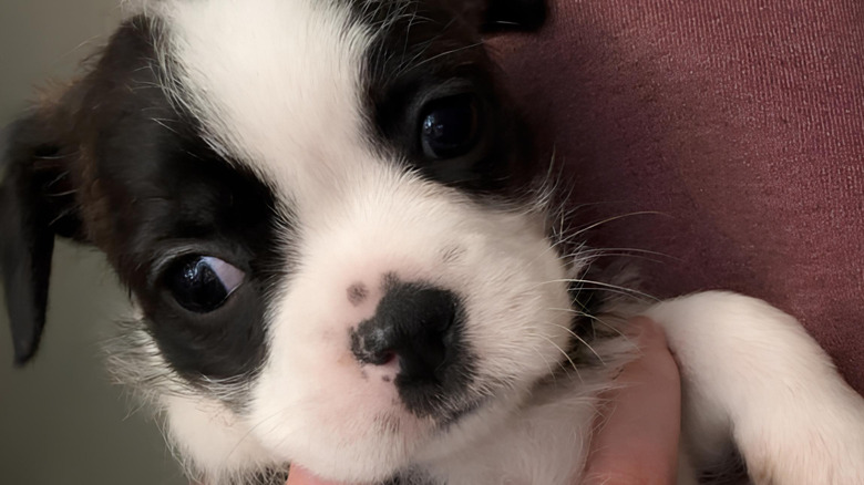 Close-up of adorable black and white puppy