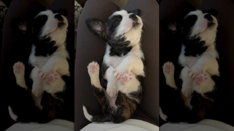 Adorable black and white puppy sleeping on its back